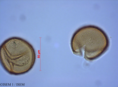 Melpomene moniliformis - lame n° 82294